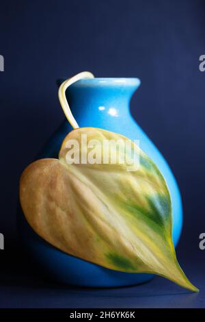 Herzförmiges Philodendronblatt in einer blauen Vase. Stockfoto