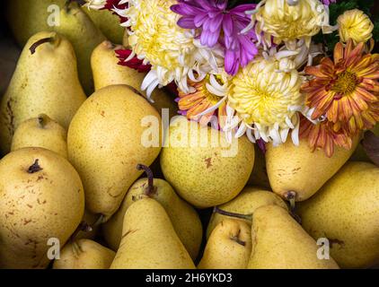 Reife gelbe Birnen mit herbstlichen Blumenstrauß. Ernte von köstlichen saftigen Birnenfrüchten Stockfoto