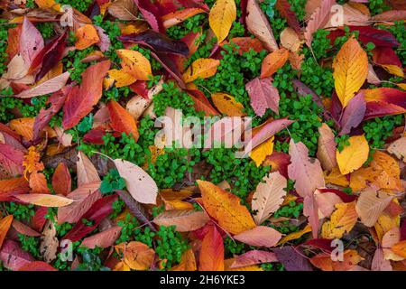 Der Herbst hinterlässt einen bunten Hintergrund und ein kleines grünes, feines Gras. Feuchtes Wetter Stockfoto
