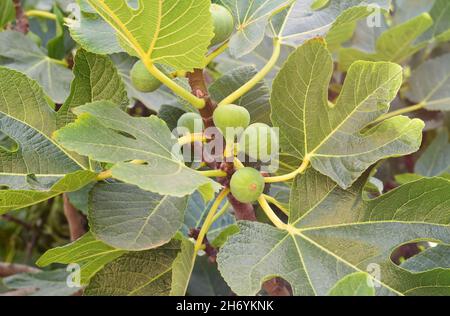 Nahaufnahme von unreifen grünen Feigen, die auf dem Baum wachsen Stockfoto
