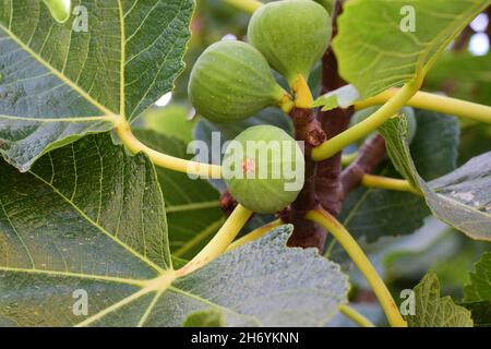 Nahaufnahme von unreifen grünen Feigen, die auf dem Baum wachsen Stockfoto