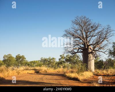 Boab Tree (Adansonia gregorii) by Mornington Road in Savanne near Mount House, Kimberley, Western Australia Stockfoto