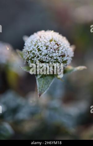 Ein Kopf aus Bienenbalsam, der an einem Herbstmorgen mit Frostkristallen bedeckt ist Stockfoto