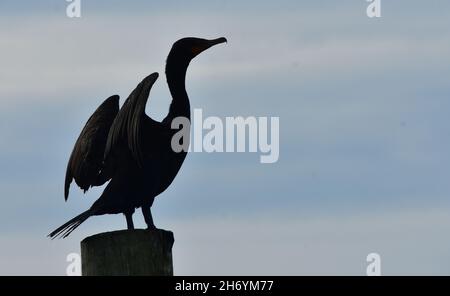 Silhouette eines Doppelcrestkormorans (Phalacrocorax auritus) mit ausgebreiteten Flügeln. Kormorane trocknen ihre Flügel, indem sie sie ausgestreckt halten. Stockfoto