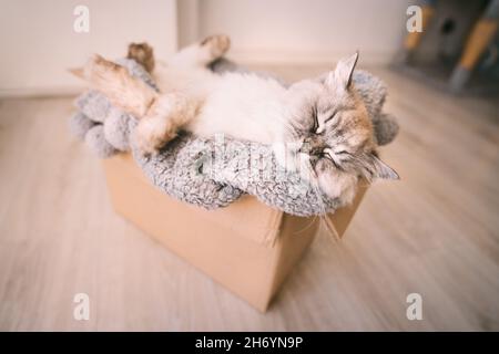 Schöne graue niedliche Katze schlafen in einem Karton mit weicher Decke Stockfoto