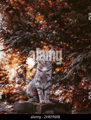 Vertikale Aufnahme einer Katze, die im Herbst auf einem Felsen im Wald sitzt Stockfoto
