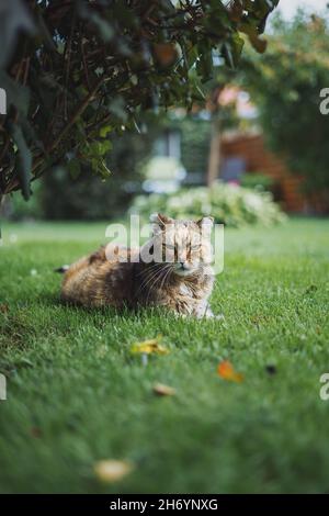Vertikale Aufnahme einer Katze im Garten während des Tages Stockfoto