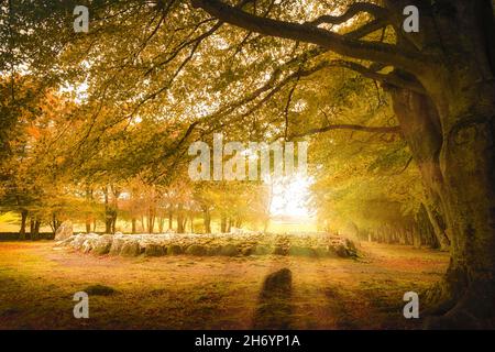 Clava Cairns in der Nähe von Inverness in einer kleinen Überraschung dunstig Sonnenschein Stockfoto