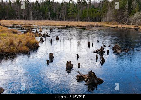 Eisbildung auf einem Biberteich in den Adirondack Mountains, NY, USA im frühen Winter mit Reflexen eines blauen Himmels mit weißen Wolken. Stockfoto