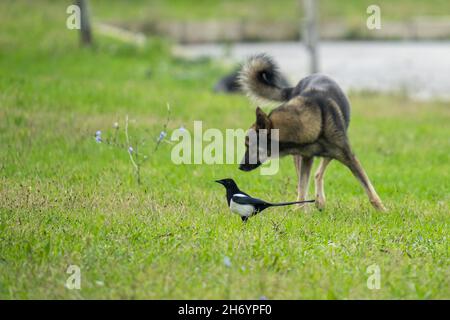 Hund versucht, eine eurasische Elster auf dem Gras im Park zu fangen Stockfoto