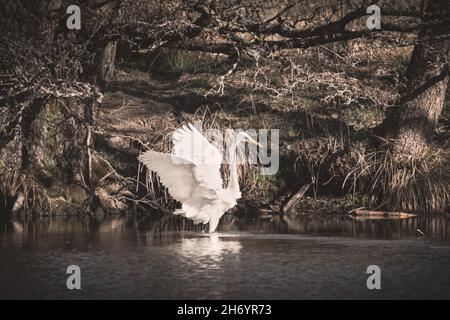 Osteiher bereitet sich darauf vor, an einem sonnigen Tag auf einem Teich in einem Park zu landen Stockfoto