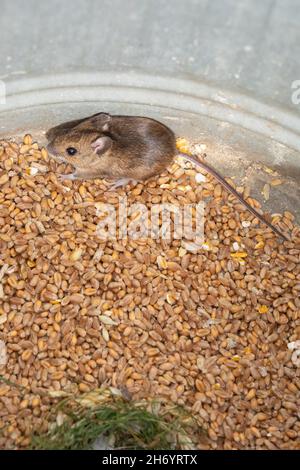 Ein kugeliger, timorer Beastie von Robert Burns 1785 Scottish Bard, The Wood Mouse oder Long-Tailed Field Mouse (Apodemus sylvaticus). Stockfoto