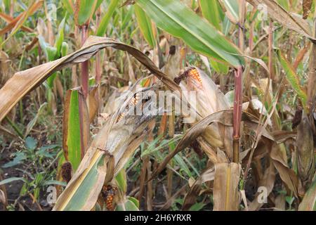Zea mays bereit zur Ernte Stockfoto