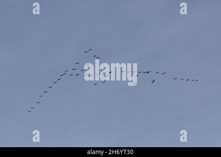 Rosafarbene, wilde Gänse, Anser brachyrhynchcus, Morgenflug, Veränderung der Führung, ‘der „V“-Formation, Skein, Energieeinsparung, Slip Stream, Winter Migr Stockfoto