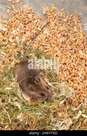 Ein kugeliger, timorer Beastie von Robert Burns 1785 Scottish Bard, The Wood Mouse oder Long-Tailed Field Mouse (Apodemus sylvaticus). Stockfoto