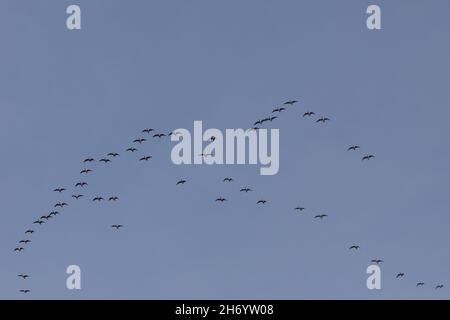 Rosafarbene, wilde Gänse, Anser brachyrhynchcus, Morgenflug, Neujustierung der ‘V’-Formation, Führungen, innerhalb von Skein, Energieeinsparung, Slipstream Stockfoto