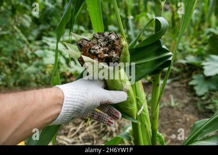 Blasenschmierungen manifestieren sich in Form von pathologischen Neoplasmen galls usarium moniliforme Synonym von F. verticillioides. Fusarium auf dem Cob ist die häufigste Erkrankung an den Ohren. Stockfoto