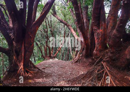 Mythisch aussehender roter Baum in der Myrtenfamilie Myrtaceae in einem Bergwald in Malaysia Stockfoto