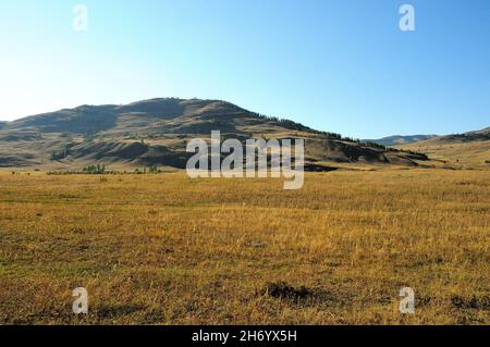 In der Mitte eines von Bergen umgebenen Feldes steht ein hoher Hügel, der mit seltenen Pinien bewachsen ist. Chakassien, Sibirien, Russland. Stockfoto