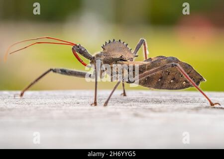 Nahaufnahme eines Radwanzen (Arilus cristatus), einer Art von Assassinen. Raleigh, North Carolina. Stockfoto