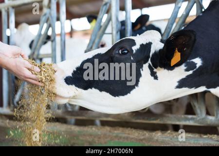 Der Bauer füttert die Kuh aus seiner Hand voller Mischfutter Stockfoto