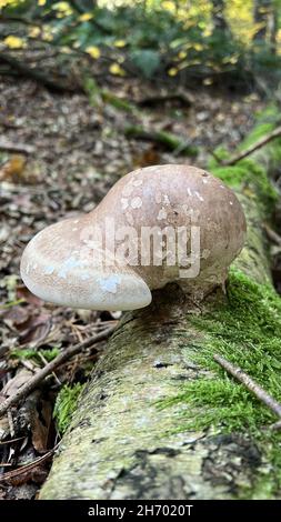 Vertikale Aufnahme eines wilden Pilzes, der auf einem moosig gefallenen Baum in einem Wald mit trockenen Blättern wächst Stockfoto