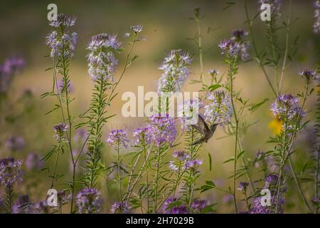 Fliegender Kolibri in einem unglaublich schönen Blumenfeld, der beste Hintergrund Stockfoto