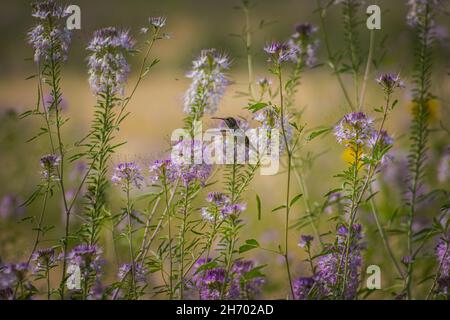 Fliegender Kolibri in einem unglaublich schönen Blumenfeld, der beste Hintergrund Stockfoto