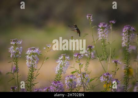 Fliegender Kolibri in einem unglaublich schönen Blumenfeld, der beste Hintergrund Stockfoto