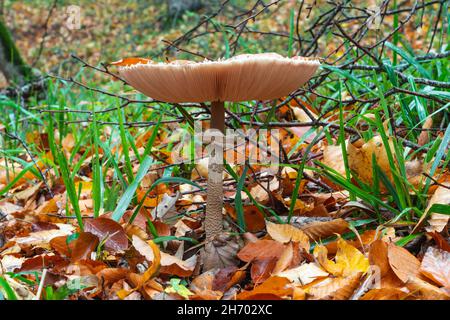 Shaggy Sonnenpilz in einem Wald. Chlorophyllum-Nakoden Stockfoto