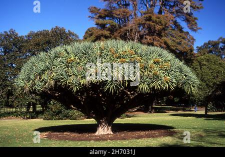 SOCOTRA DRACHENBAUM ODER DRACHENBLUTBAUM (DRACAENA CINNABARI) SO GENANNT WEGEN DES BLUTROTEN SAP, DEN DER BAUM PRODUZIERT. Stockfoto