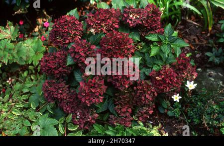 HORTENSIA MACROPHYLLA 'PIA' ZWERG IN HERBSTFARBE. DIE FARBEN REICHEN IM ALLGEMEINEN VON ROSA BIS VIOLETT-BLAU. Stockfoto