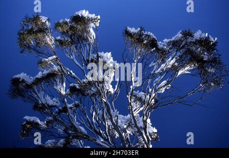 SCHNEEBEDECKTE GUMMIBÄUME VOR TIEFBLAUEM HIMMEL IN DEN VERSCHNEITEN BERGEN IN NEW SOUTH WALES, AUSTRALIEN. Stockfoto