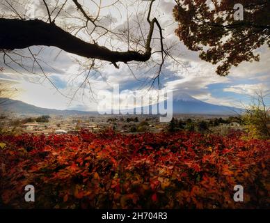 Der Berg Fuji und die Stadt Fujuyoshida von einem nahegelegenen Hügel mit Herbstblättern aus gesehen. Stockfoto