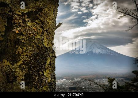 Moos wächst auf einem Waldbaum mit dem Berg Fuji und der Stadt Fujuyoshida, Japan im Hintergrund. Stockfoto