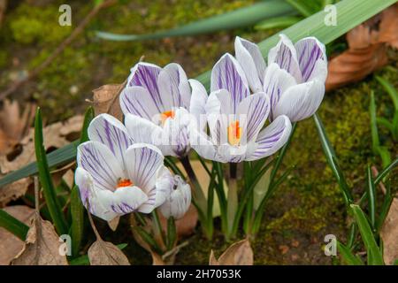 Weiße und violette Krokusblüten, Pickwick Stockfoto