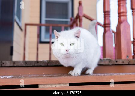 Eine wilde weiße Katze sitzt auf der Treppe zu einem Haus im Winter in der Kälte, Russland, Vorderansicht. Stockfoto