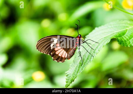 Schmetterling Parides Iphidamas oder Herzschmetterling mit roten Flecken. Lepidopteron Stockfoto