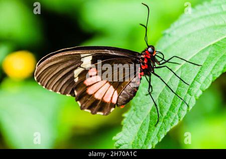 Schmetterling Parides Iphidamas oder Herzschmetterling mit roten Flecken. Lepidopteron Stockfoto