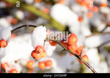 Schnee beladenen Crab Apple Obst und Zweige, England, UK, Westeuropa. Stockfoto