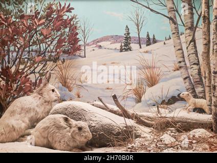 Ein Diorama einer Präparierin, gefülltes Kurzschwanzweasel und Snoeshoe-Hasen. Im Science Museum in Springfield, Massachusetts. Stockfoto