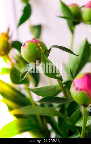 Wunderschöne rosa Pfingstrosen im Frühlingsgarten. Blühende Pfingstrose Bud. Gartenkonzept. Hausgarten, Blumenbeet. Grün. Stockfoto