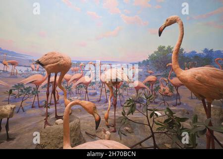 Ein Diorama einer ausgestopften Gruppe tropisch-rosafarbener Flamingos, die roostrost. Im Science Museum in Springfield, Massachusetts. Stockfoto