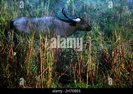 Der kaziranga Nationalpark ist der älteste Nationalpark im nordöstlichen indischen Bundesstaat Assam. Es war vor einem Jahrhundert als Forest Reserve durch die britische Vizekönig Lord Curzon erstellt, auf Geheiß seiner Frau, die größere One-Horned Nashorn zu schützen. Von der UNESCO zum Weltkulturerbe erklärt 1985 der Park ist weltweit für seine Bedeutung als eines der letzten unberührten Lebensräume der großen indischen One-Horned Nashörner bekannt. Der Preis für ein Rhino Horn variiert von 20.000 bis 35.000 Dollar auf dem internationalen Markt. Heute ist der Park Homes viele gefährdete Tiere wie Nashörner, Tiger, Elefanten Stockfoto