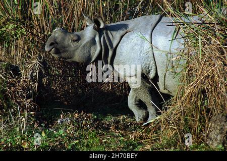 Der kaziranga Nationalpark ist der älteste Nationalpark im nordöstlichen indischen Bundesstaat Assam. Es war vor einem Jahrhundert als Forest Reserve durch die britische Vizekönig Lord Curzon erstellt, auf Geheiß seiner Frau, die größere One-Horned Nashorn zu schützen. Von der UNESCO zum Weltkulturerbe erklärt 1985 der Park ist weltweit für seine Bedeutung als eines der letzten unberührten Lebensräume der großen indischen One-Horned Nashörner bekannt. Der Preis für ein Rhino Horn variiert von 20.000 bis 35.000 Dollar auf dem internationalen Markt. Heute ist der Park Homes viele gefährdete Tiere wie Nashörner, Tiger, Elefanten Stockfoto