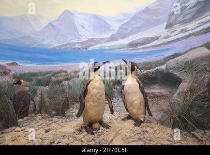 Ein Diorama eines ausgestopften Tieres von Königspinguinen, das mit einem Ei brütet. Im Science Museum in Springfield, Massachusetts. Stockfoto