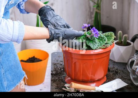 Die Gärtnerin gibt in einem Topf die Transplantion violett. Konzept der Heimarbeit und Pflanzen von Blumen in Topf. Vergossene Saintpaulia-violette Blüten Stockfoto