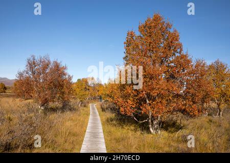 Herbstbirken und Pfad im Fokstumonyra Nature Reserve, Norwegen Stockfoto