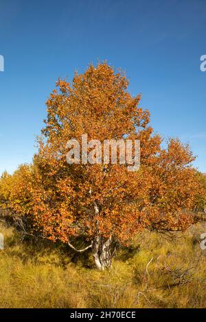 Herbstfärbung Birke Baum - Betula pubescens - und klaren blauen Himmel Stockfoto