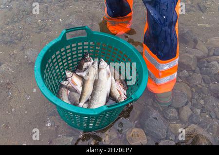 Frisch gefangener Fisch im Korb Stockfoto